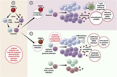 Frontiers | Dengue Infection - Recent Advances In Disease Pathogenesis ...